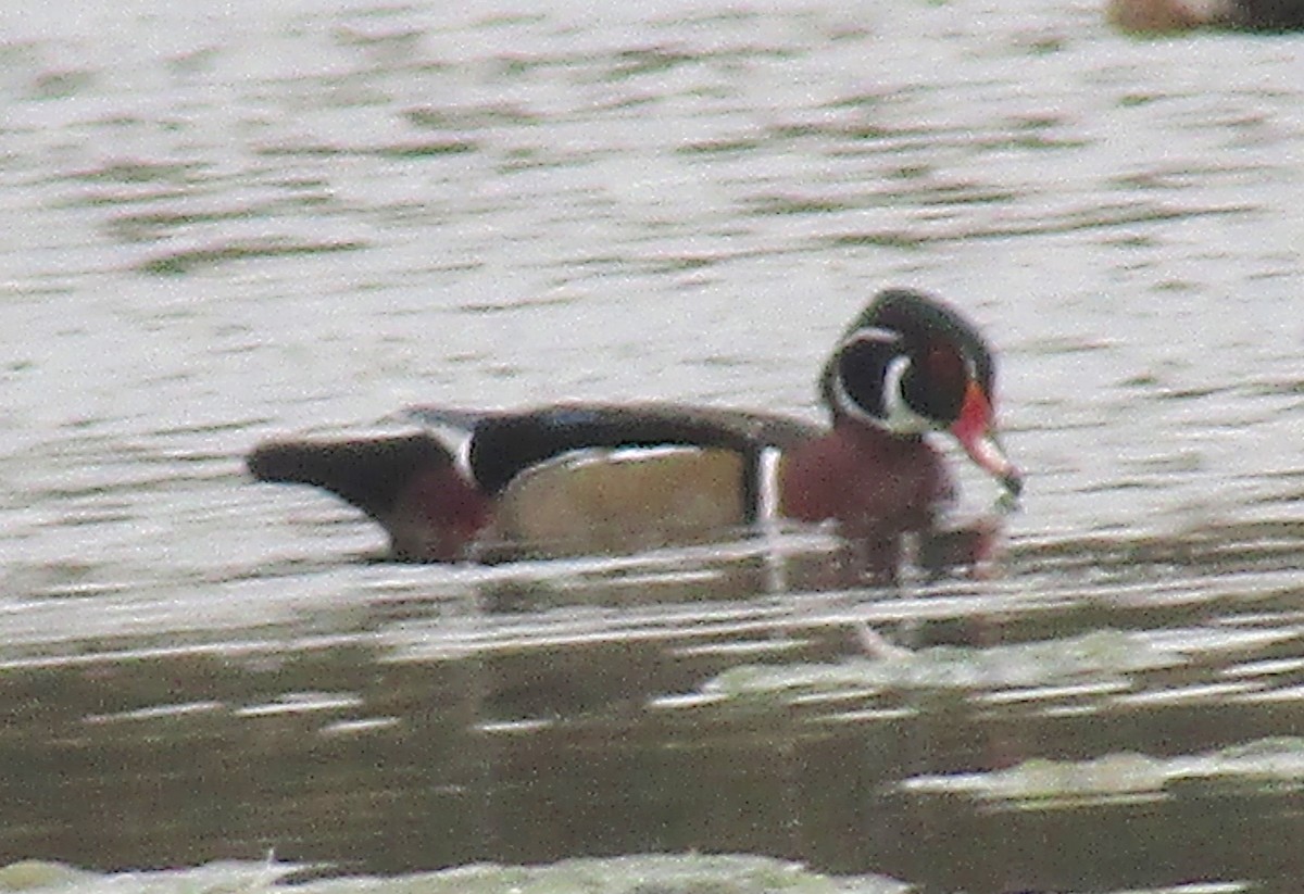 Wood Duck - ML117856371
