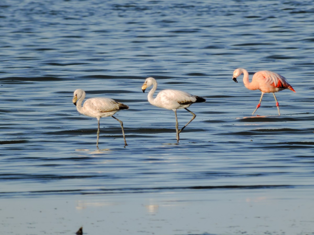 James's Flamingo - ML117856721