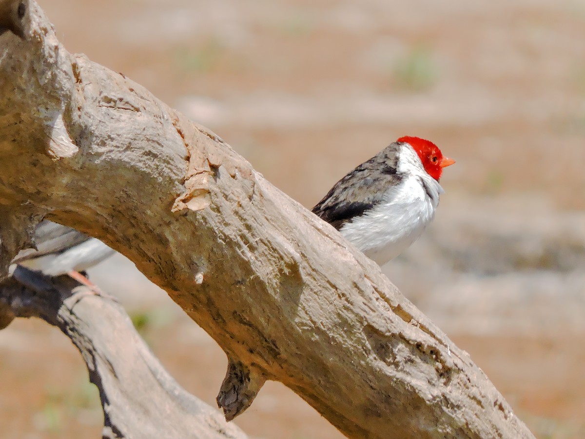 Yellow-billed Cardinal - ML117856981