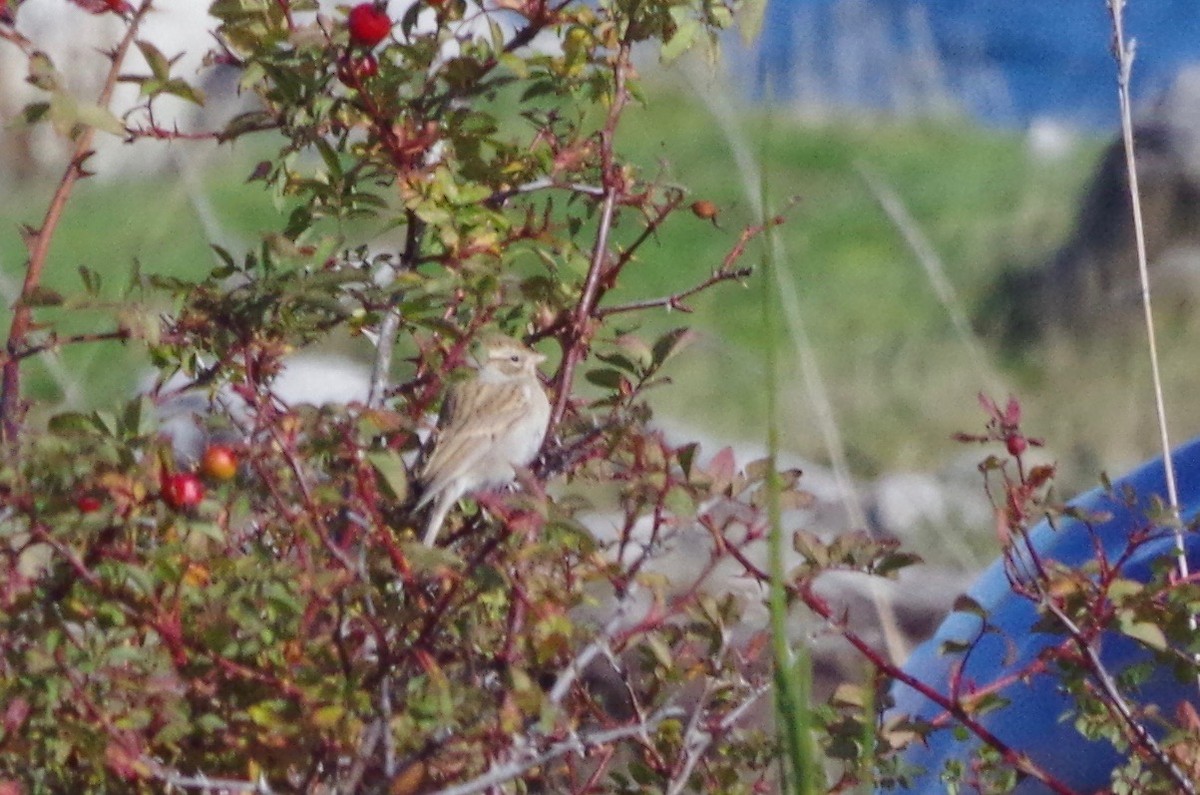 Chipping Sparrow - ML117857971