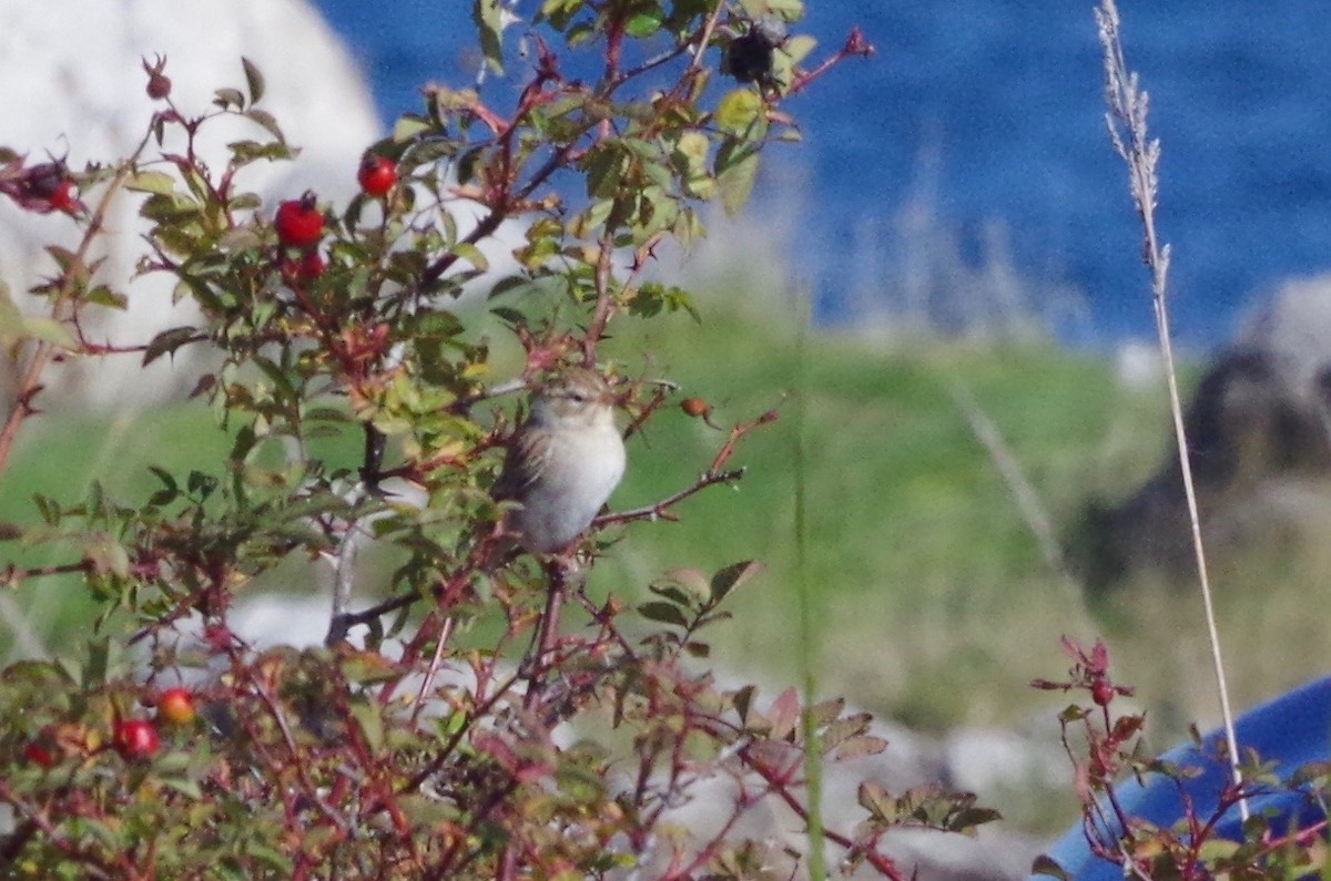 Chipping Sparrow - ML117858021