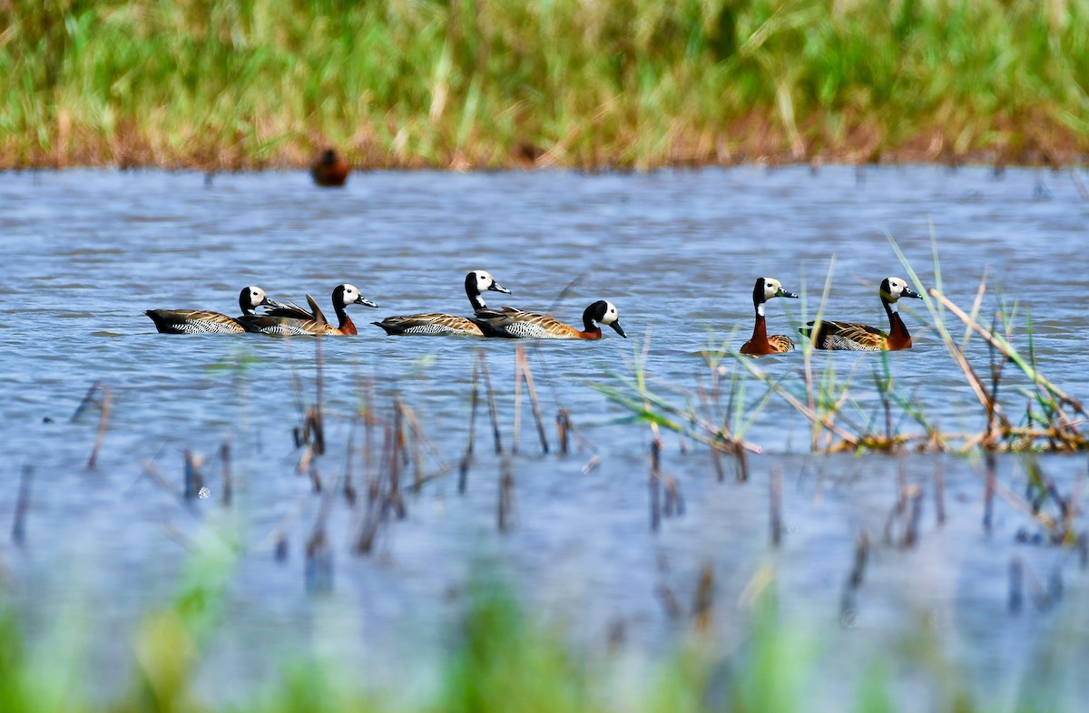 White-faced Whistling-Duck - ML117859831