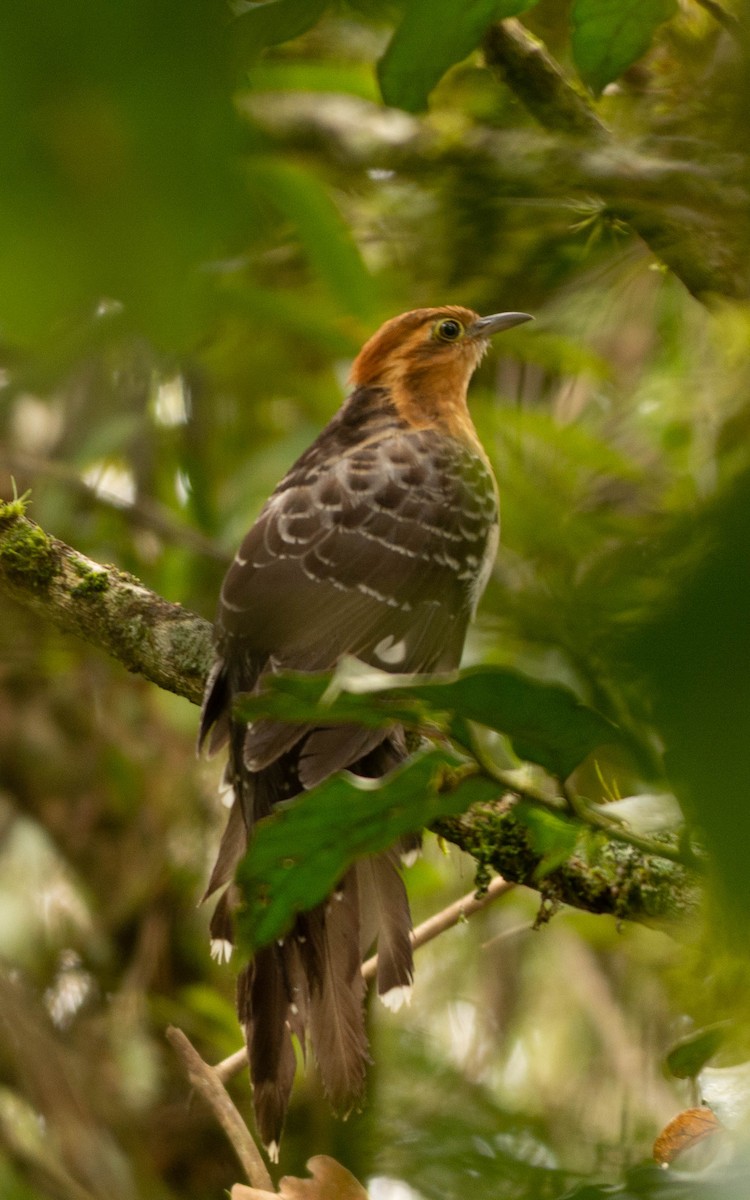 Pavonine Cuckoo - ML117859851