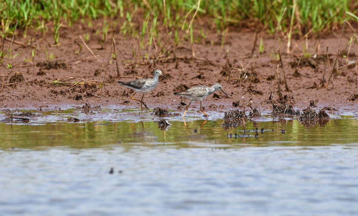 Lesser Yellowlegs - Giovan Alex