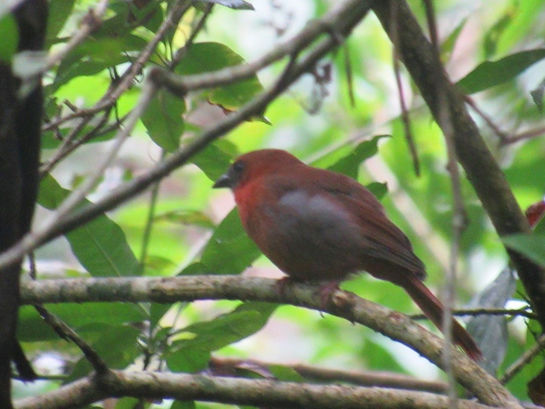 Red-throated Ant-Tanager - Edwin Calderon