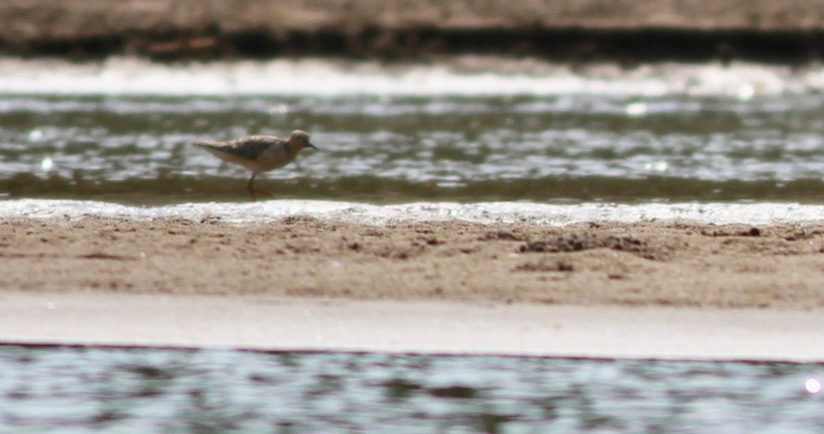 Buff-breasted Sandpiper - Alex Wiebe