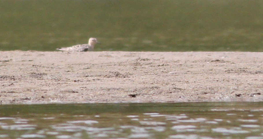 Buff-breasted Sandpiper - Alex Wiebe