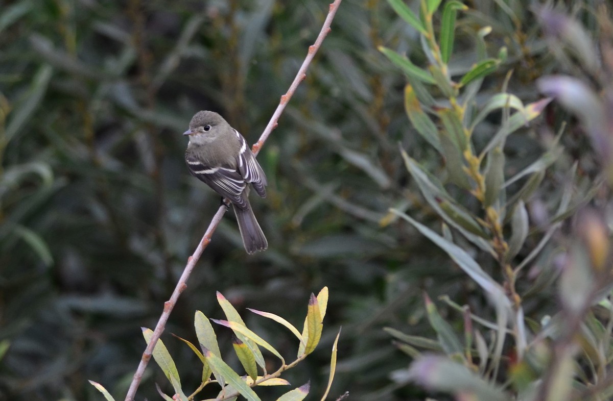 tyranovec malinký - ML117865451