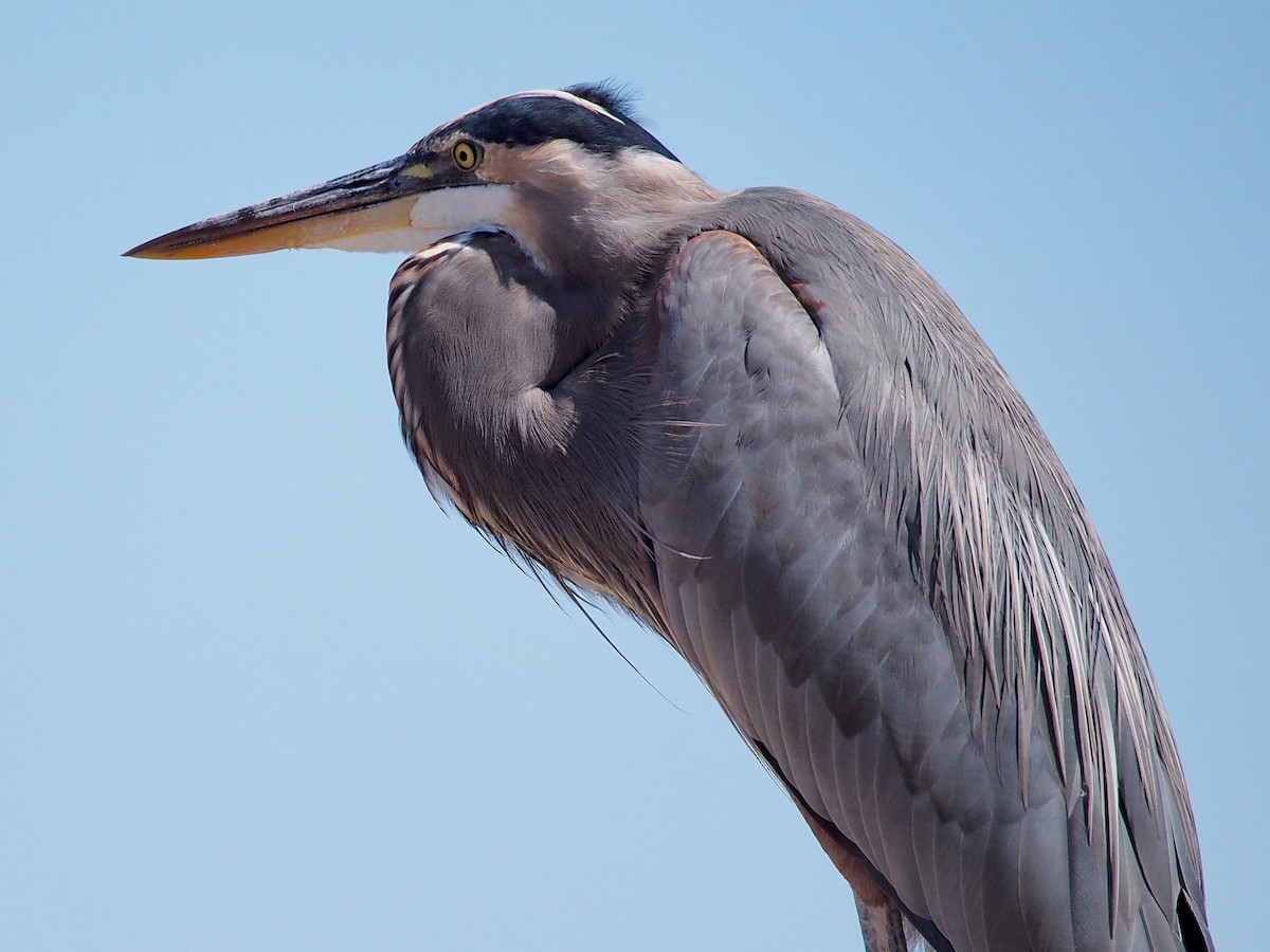 Great Blue Heron - Gjon Hazard