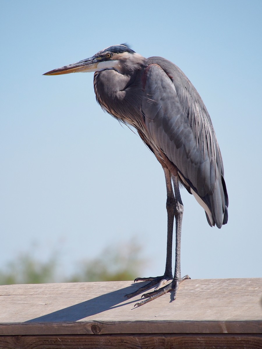 Great Blue Heron - Gjon Hazard