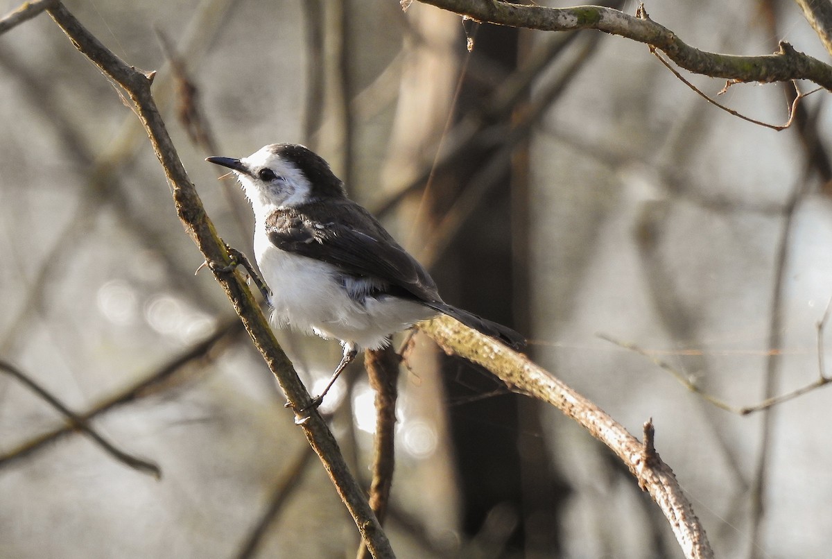 Black-backed Water-Tyrant - Giovan Alex