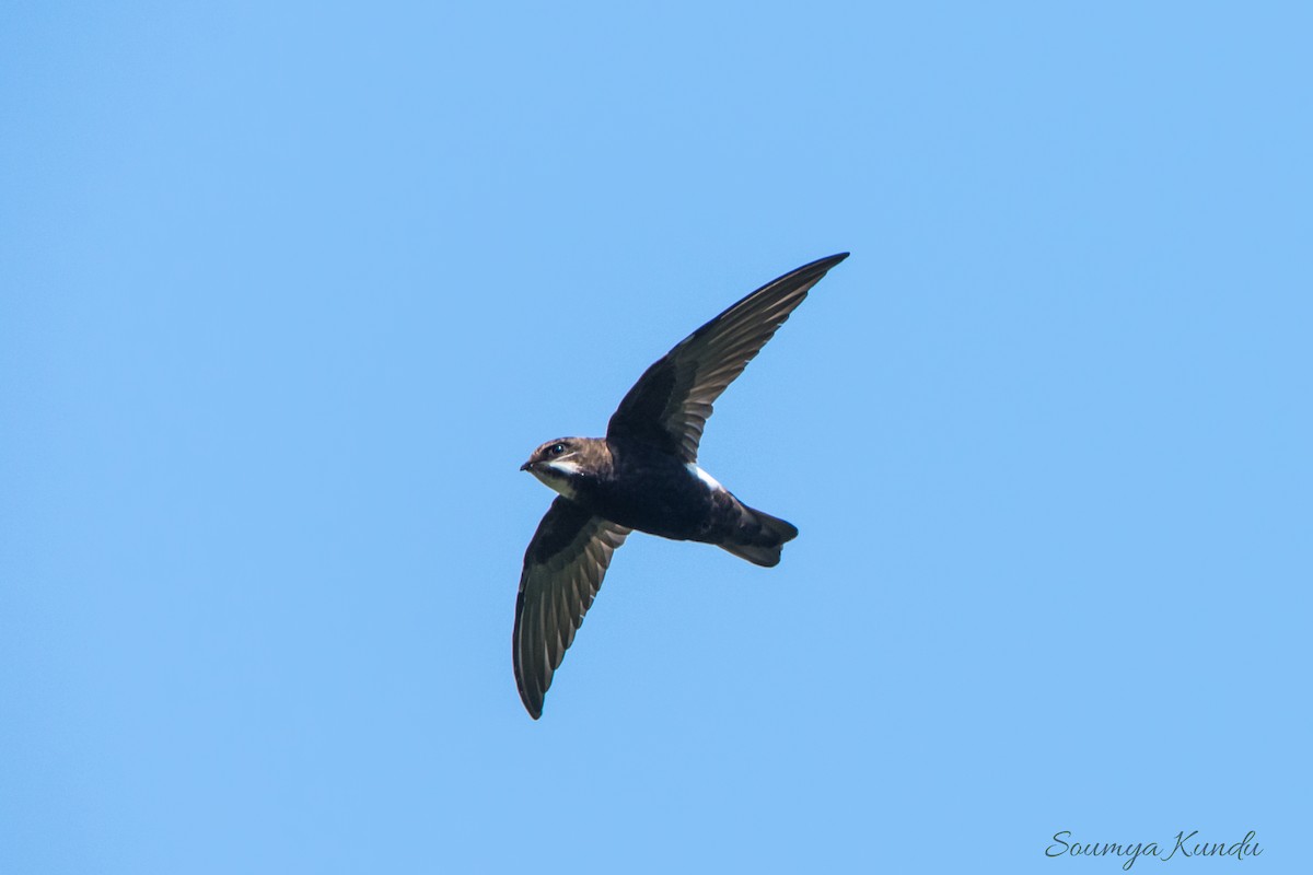 House Swift - Soumya Kundu