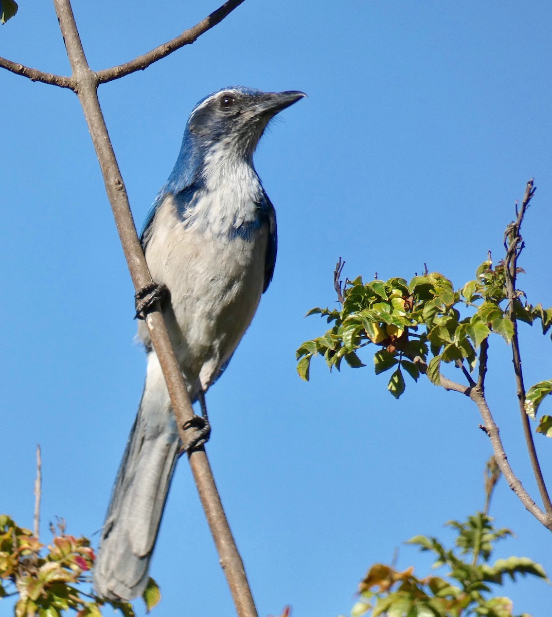 California Scrub-Jay - John Callender