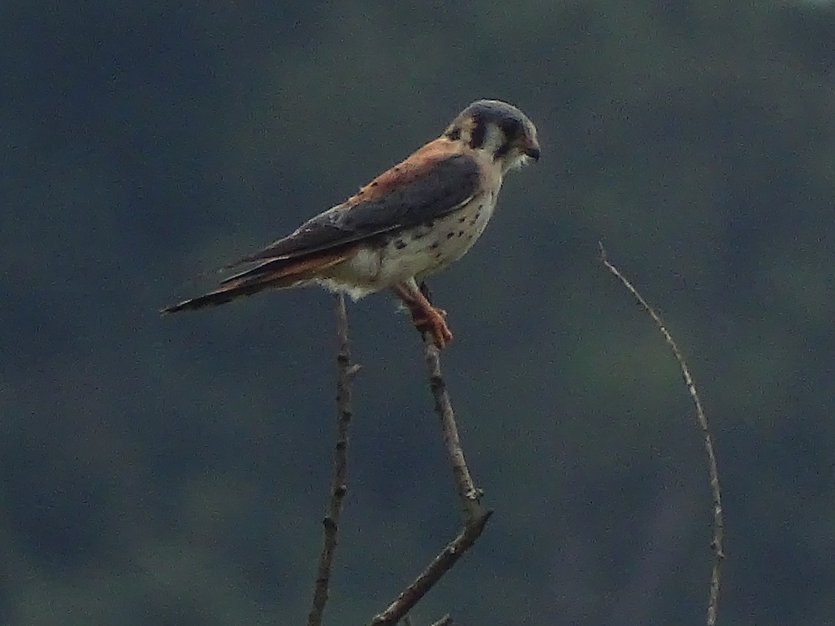 American Kestrel - ML117873111