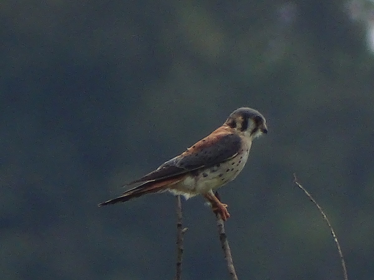 American Kestrel - ML117873131