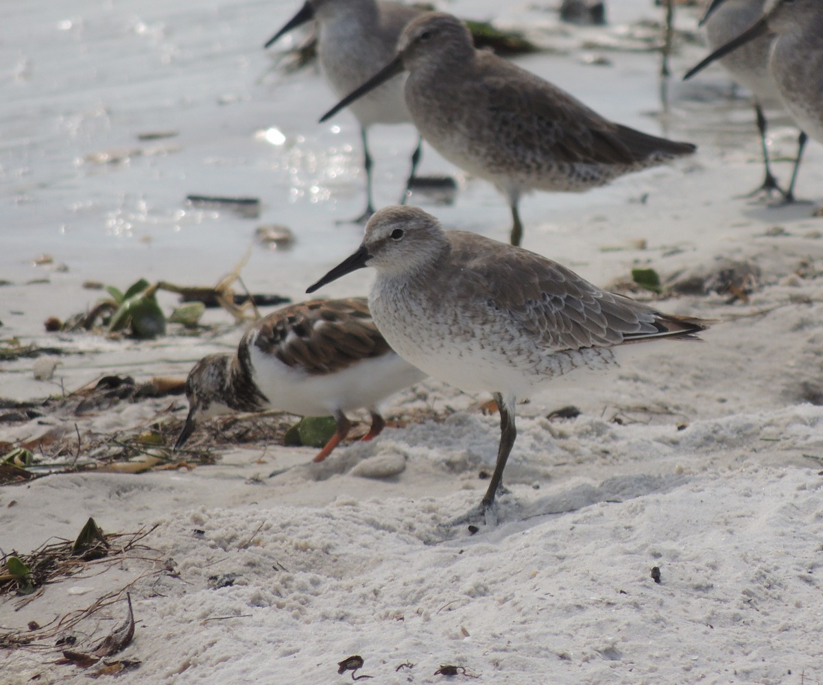 Red Knot - ML117875961