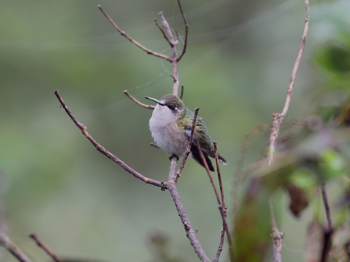 Ruby-throated Hummingbird - Michael Lund Johansen