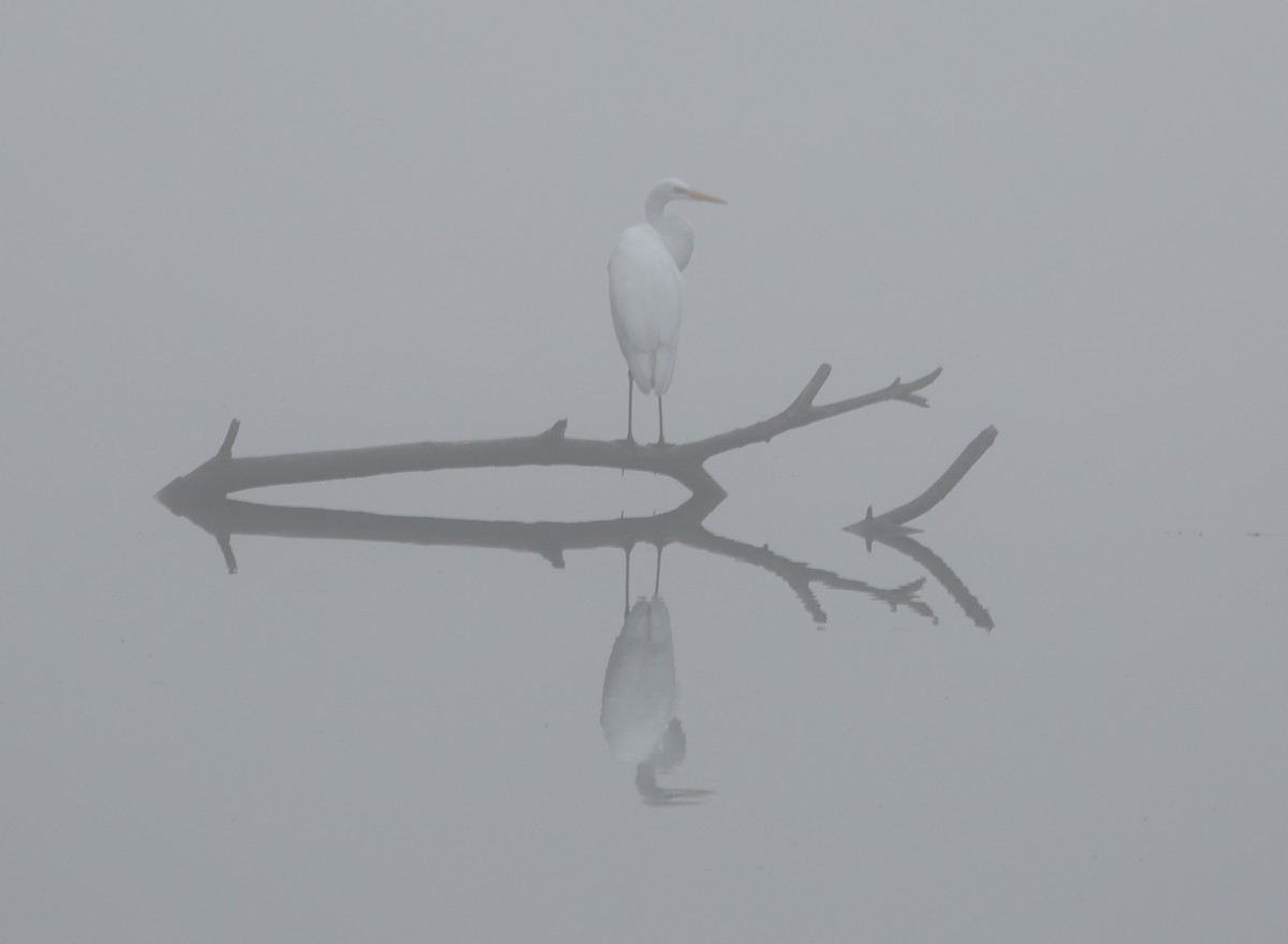 Great Egret - ML117876121