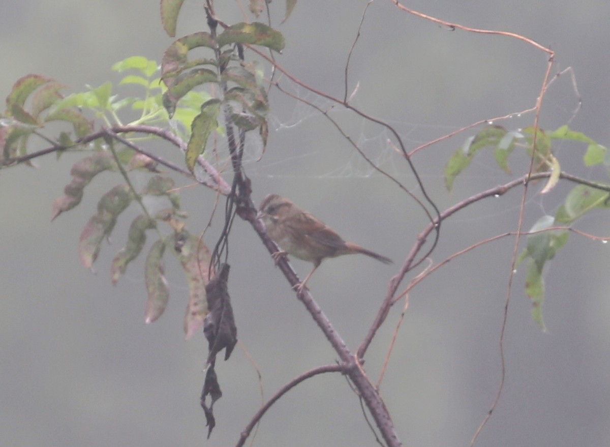 Swamp Sparrow - Michael Lund Johansen