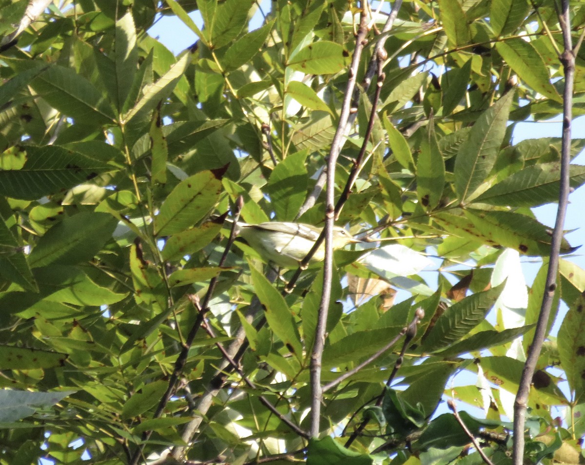 Turuncu Boğazlı Ötleğen - ML117876381
