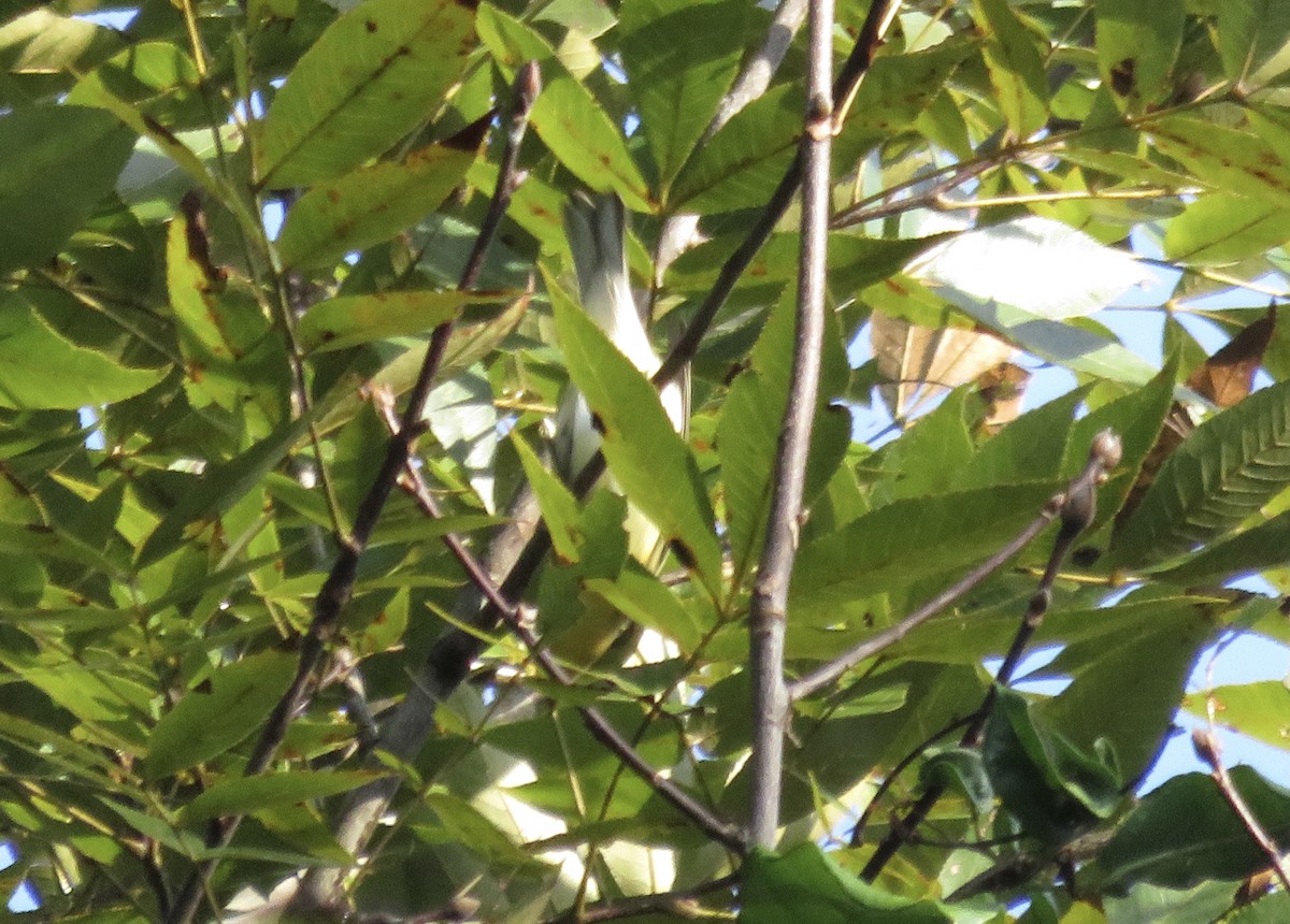 Turuncu Boğazlı Ötleğen - ML117876441