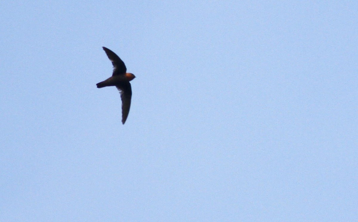 Chestnut-collared Swift - Alex Wiebe