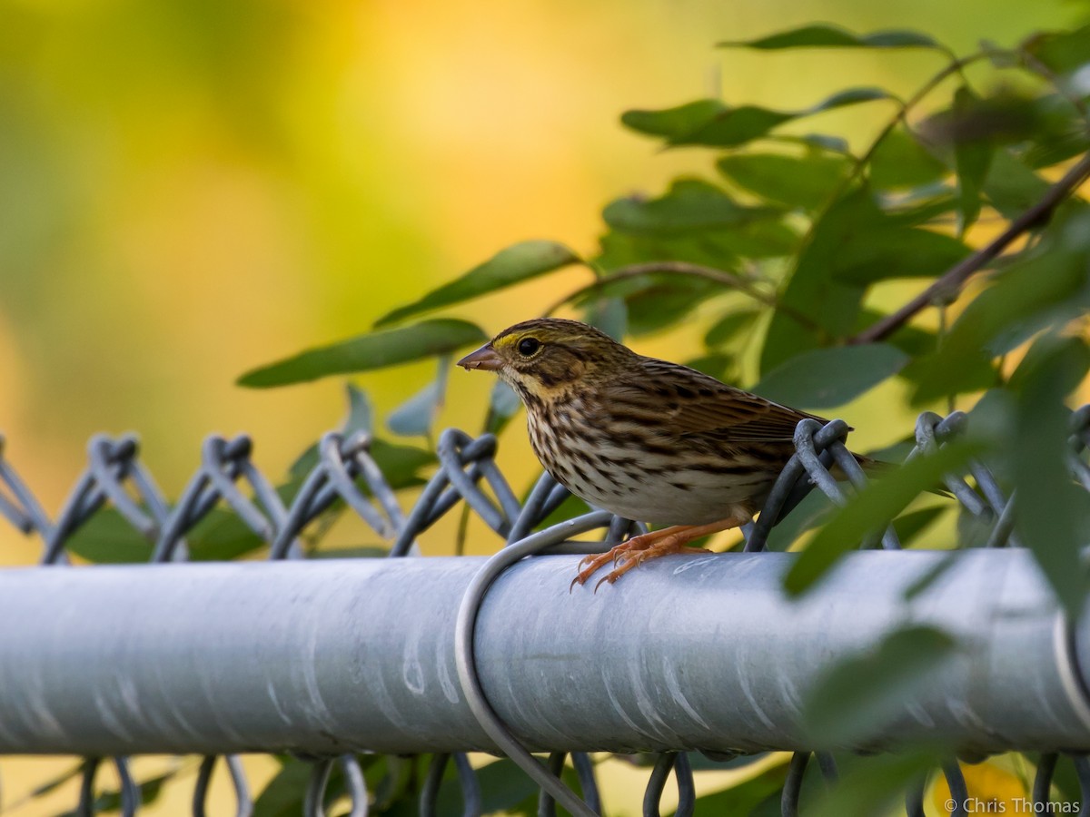 Savannah Sparrow - ML117877541