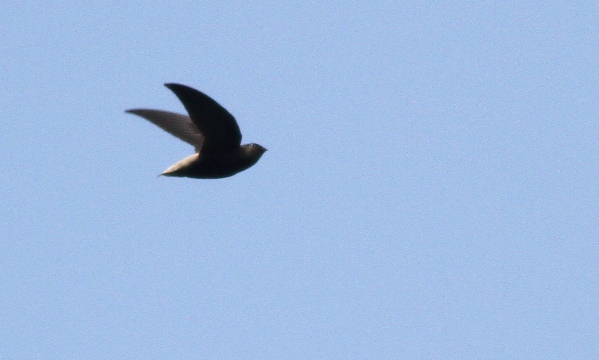 Short-tailed Swift - ML117878031