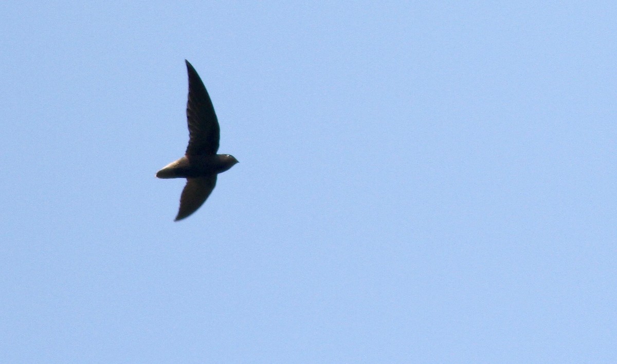 Short-tailed Swift - ML117878181