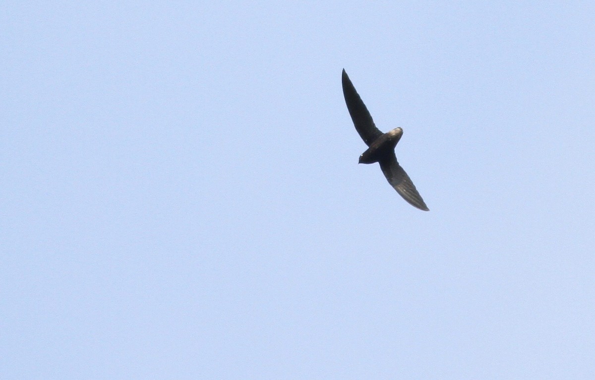 Short-tailed Swift - Alex Wiebe