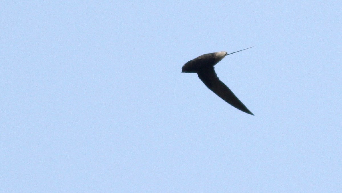 Short-tailed Swift - ML117878281