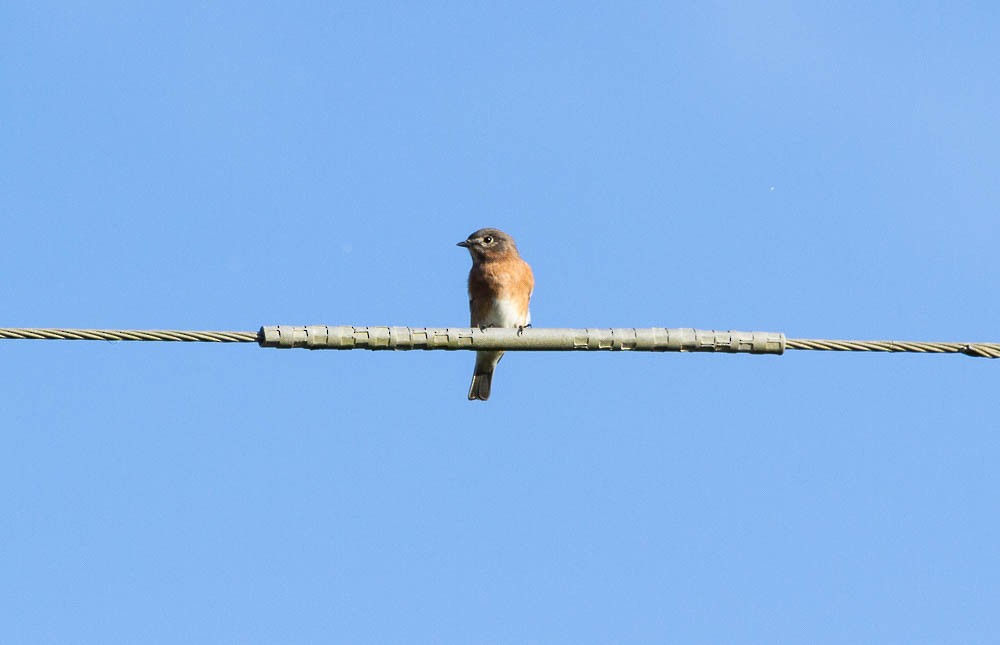 Eastern Bluebird - ML117882311