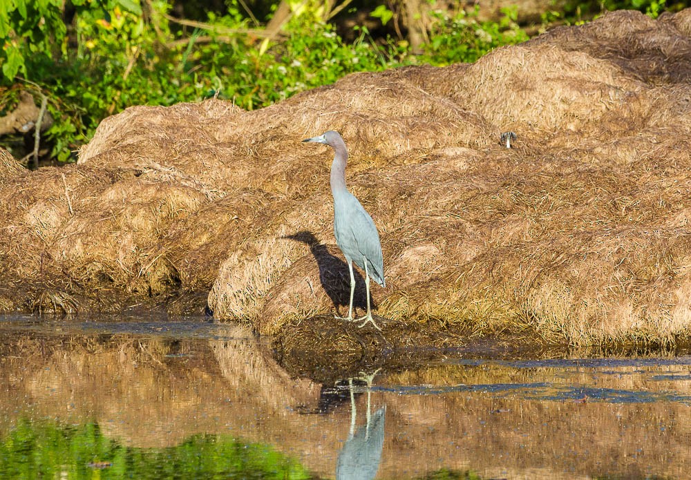 Little Blue Heron - ML117883381