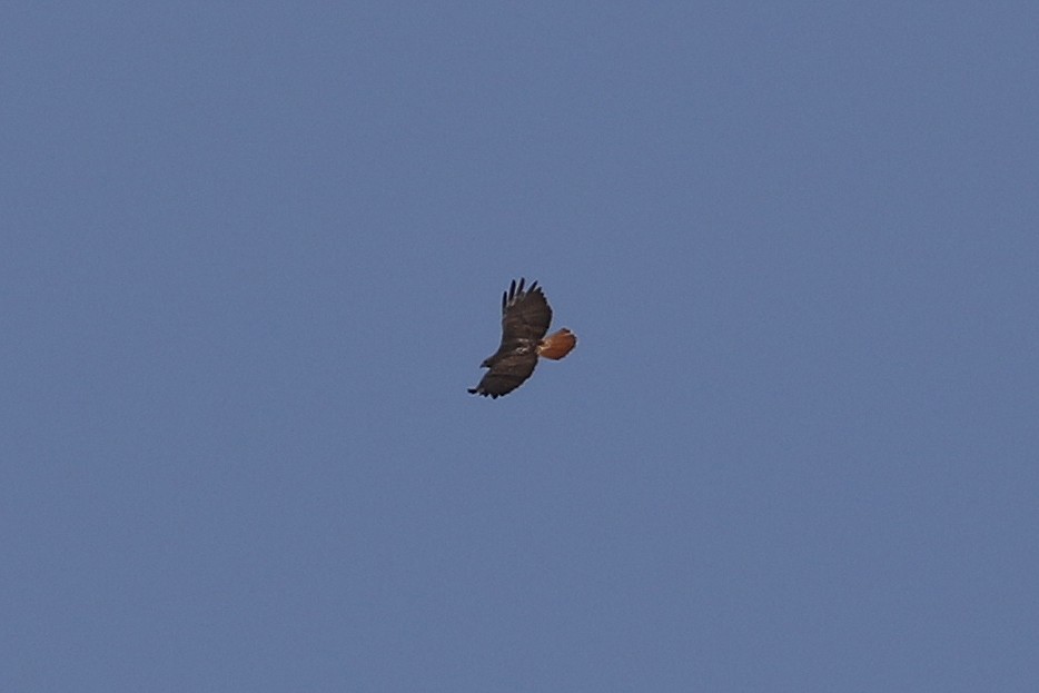 Red-tailed Hawk - ML117883881