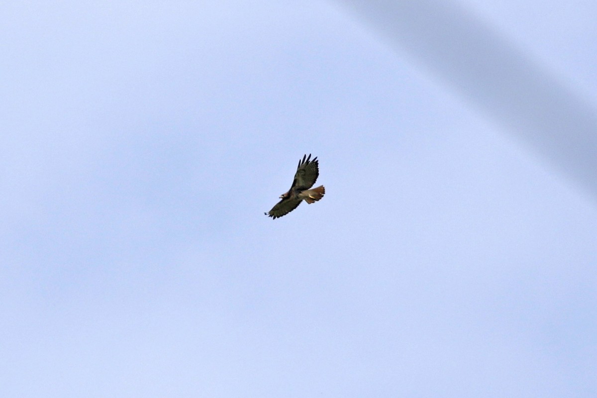 Red-tailed Hawk - ML117883891