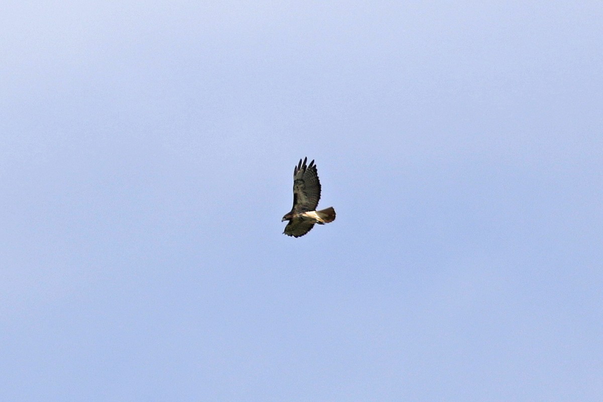 Red-tailed Hawk - ML117883901