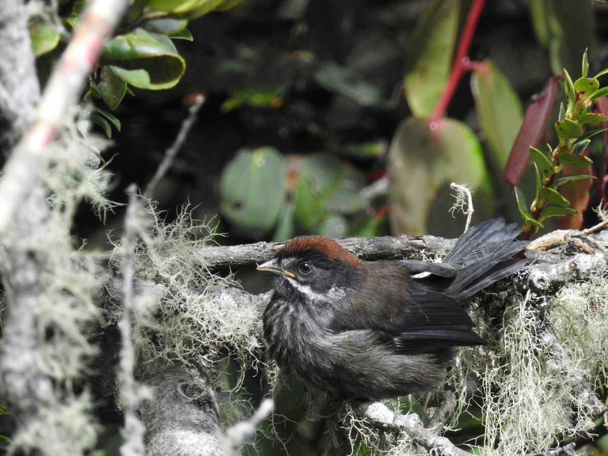 Northern Slaty Brushfinch - ML117886381