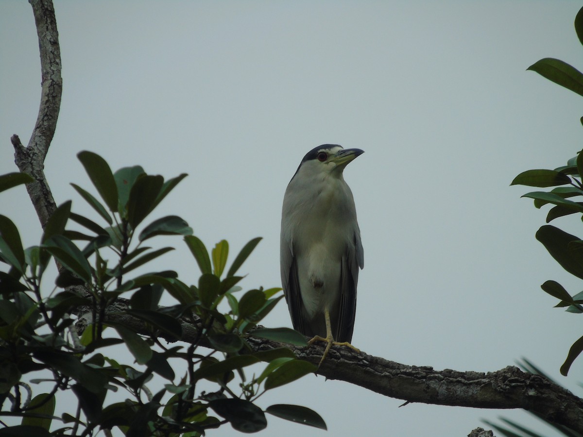 Black-crowned Night Heron - ML117888791