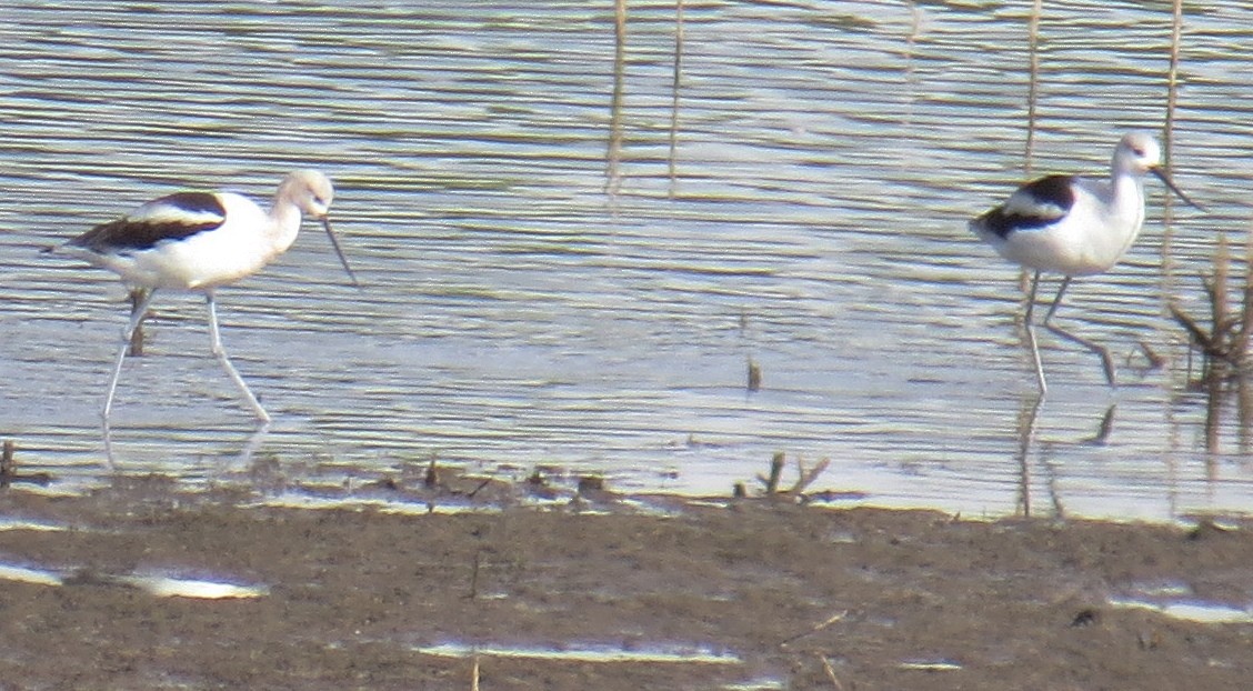 Avoceta Americana - ML117888821