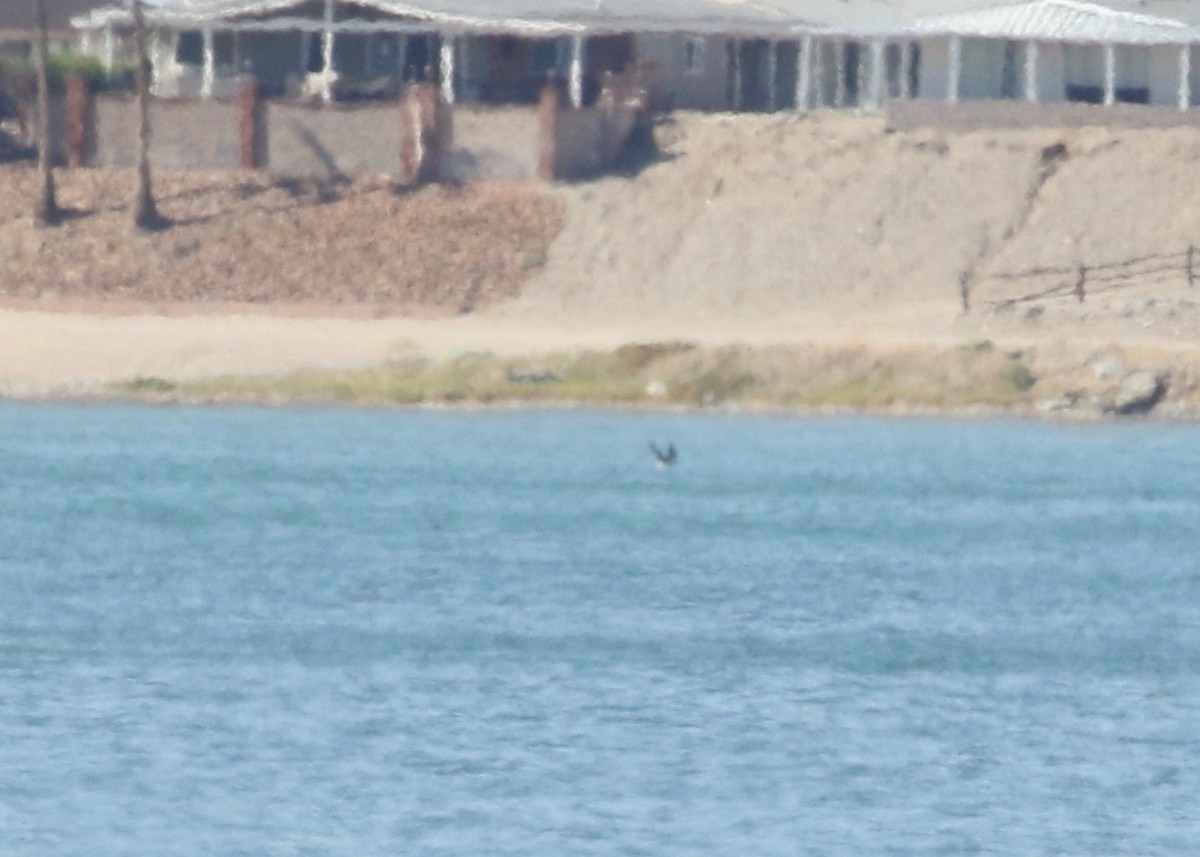 Blue-footed Booby - ML117889911