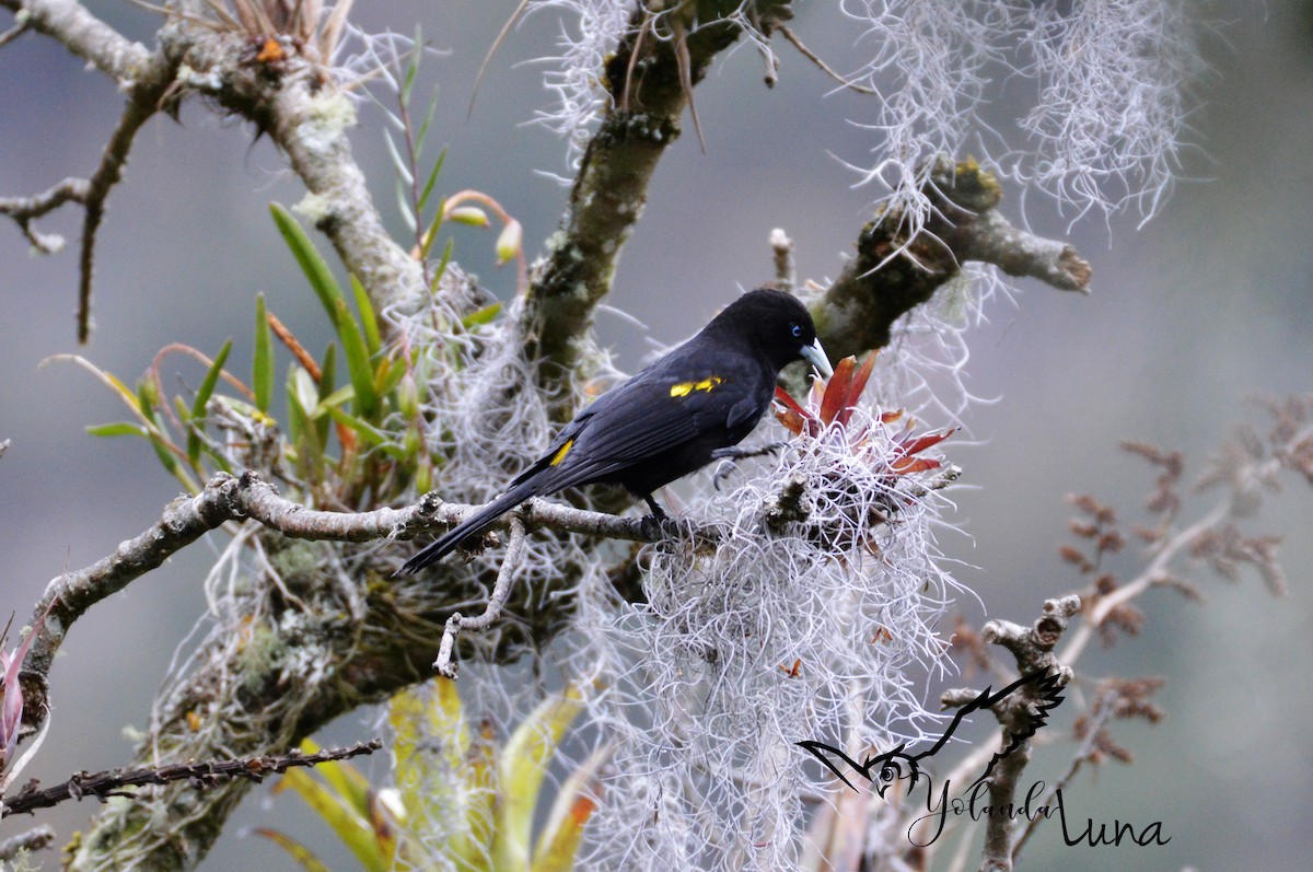 Mountain Cacique (Golden-shouldered) - Yolanda Luna