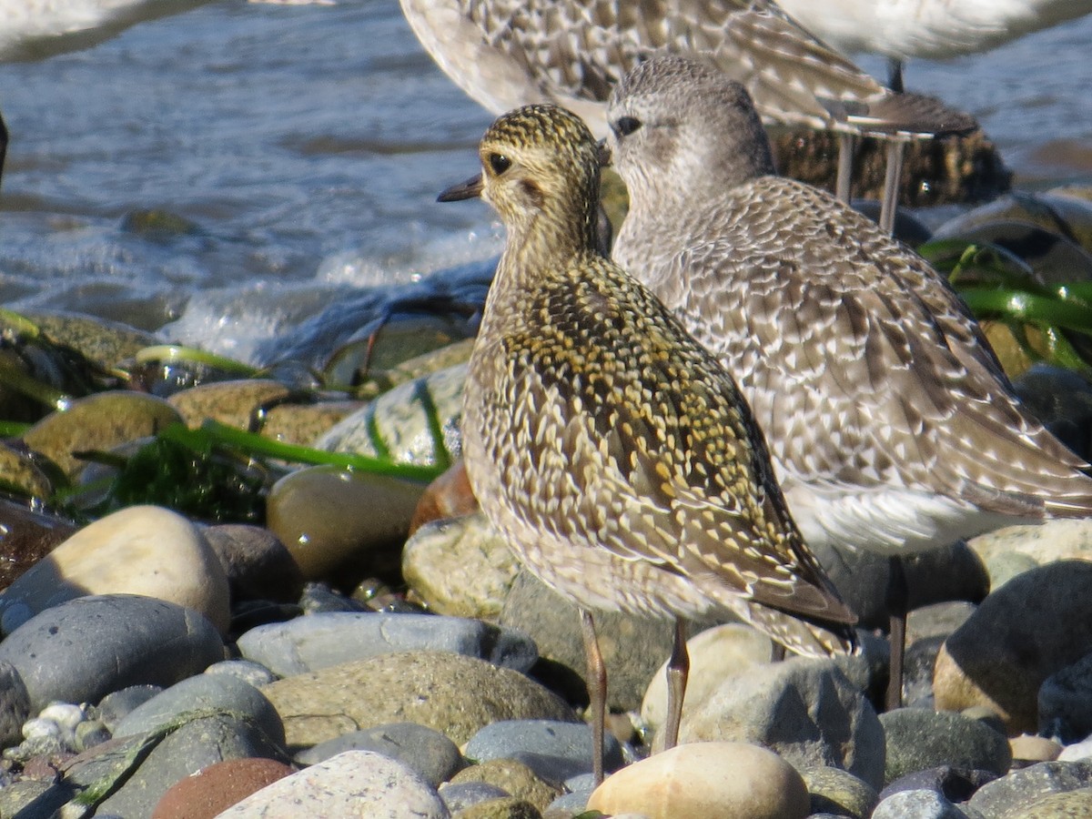 Pacific Golden-Plover - ML117893041