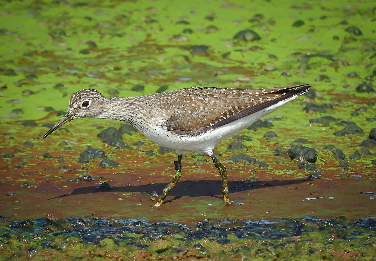 Solitary Sandpiper - ML117893161