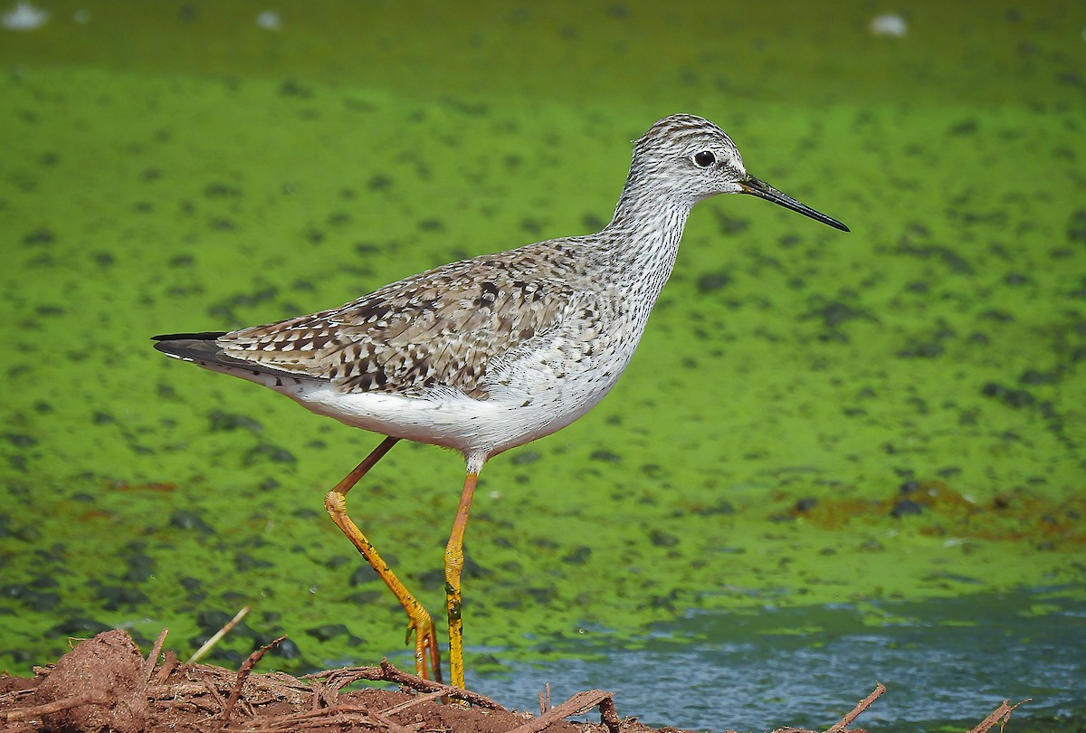 Lesser Yellowlegs - ML117893201