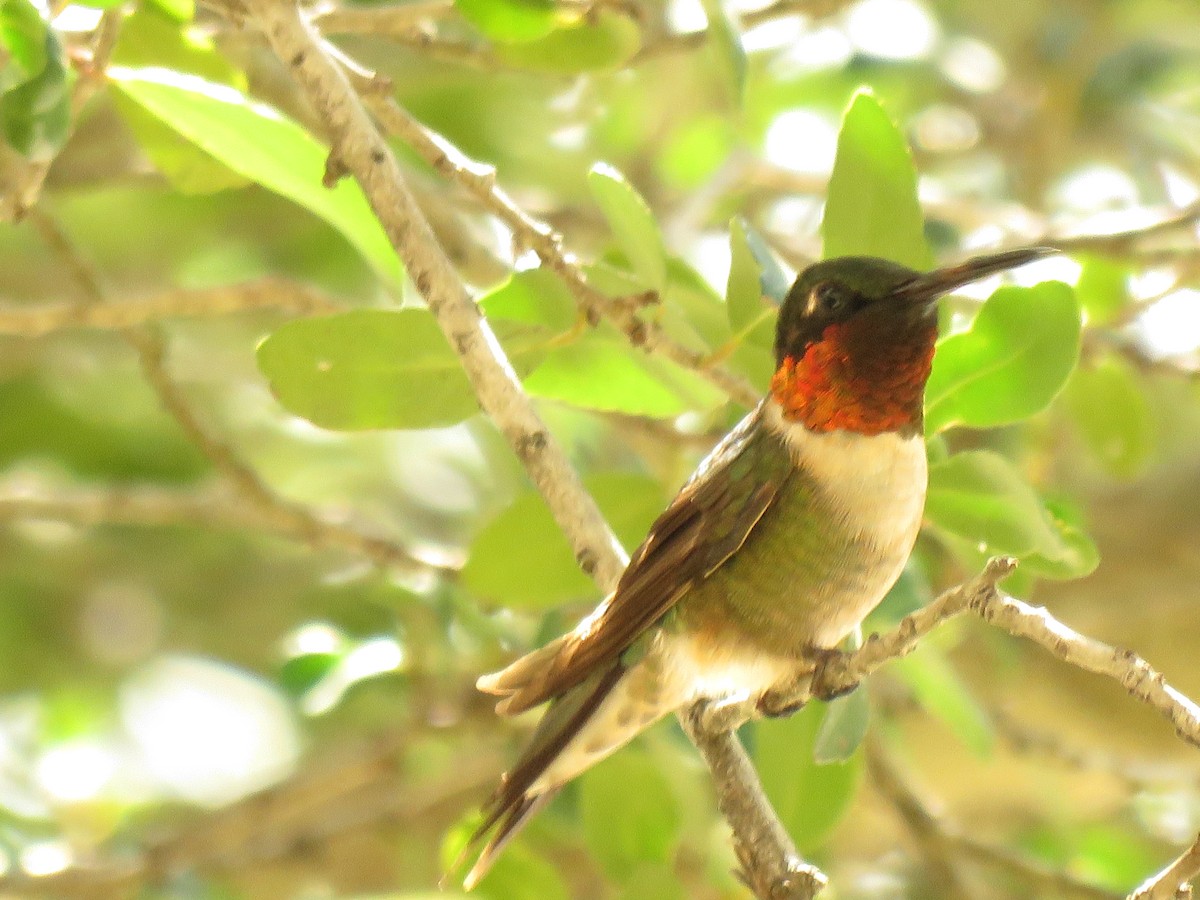 Ruby-throated Hummingbird - Sonja Quarles