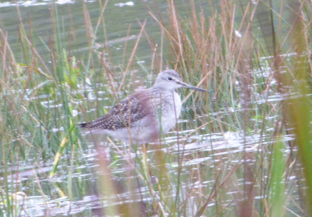 Greater Yellowlegs - ML117893971