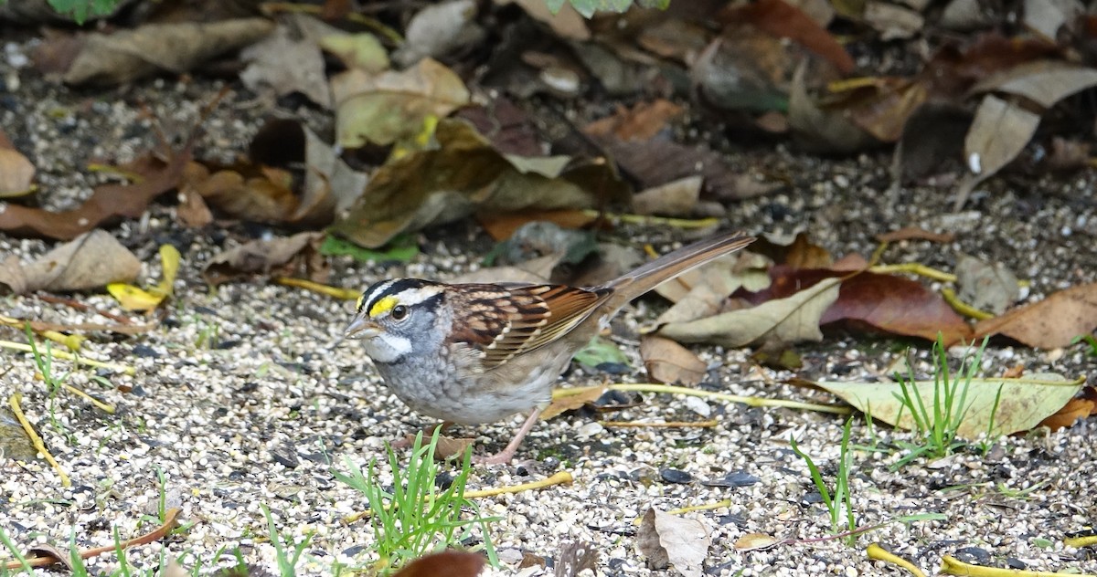 White-throated Sparrow - ML117894751