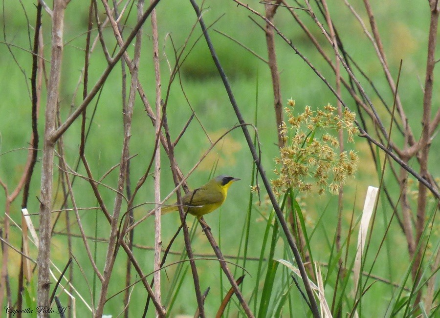 Southern Yellowthroat - Pablo Hernan Capovilla