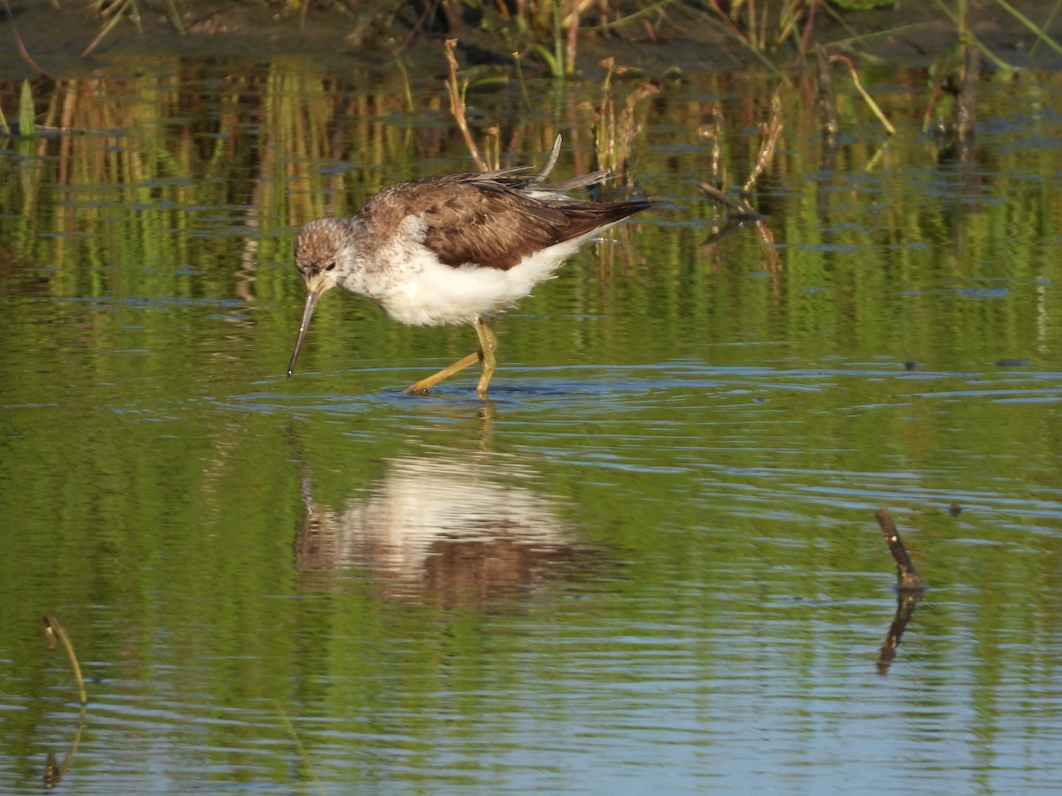 Common Greenshank - ML117899661