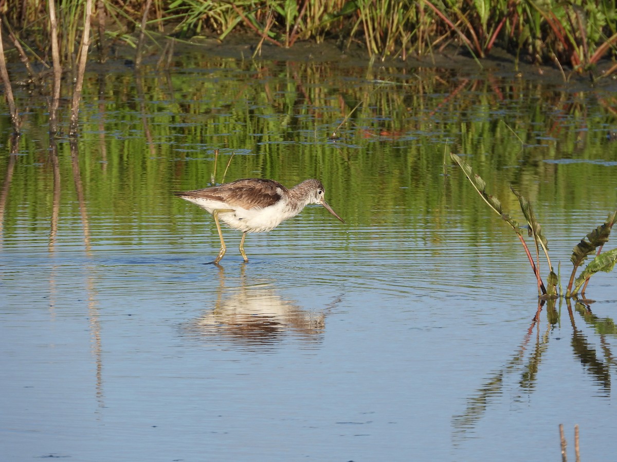 Common Greenshank - ML117899671